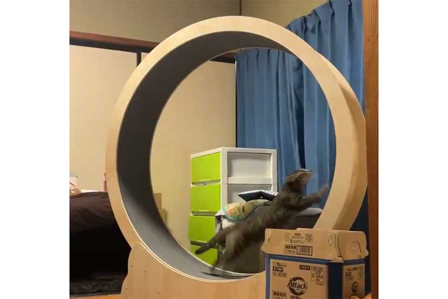 チーターのように走るキジ子ちゃんと、のんびりごはんを食べるチャックンくん（スクリーンショット）