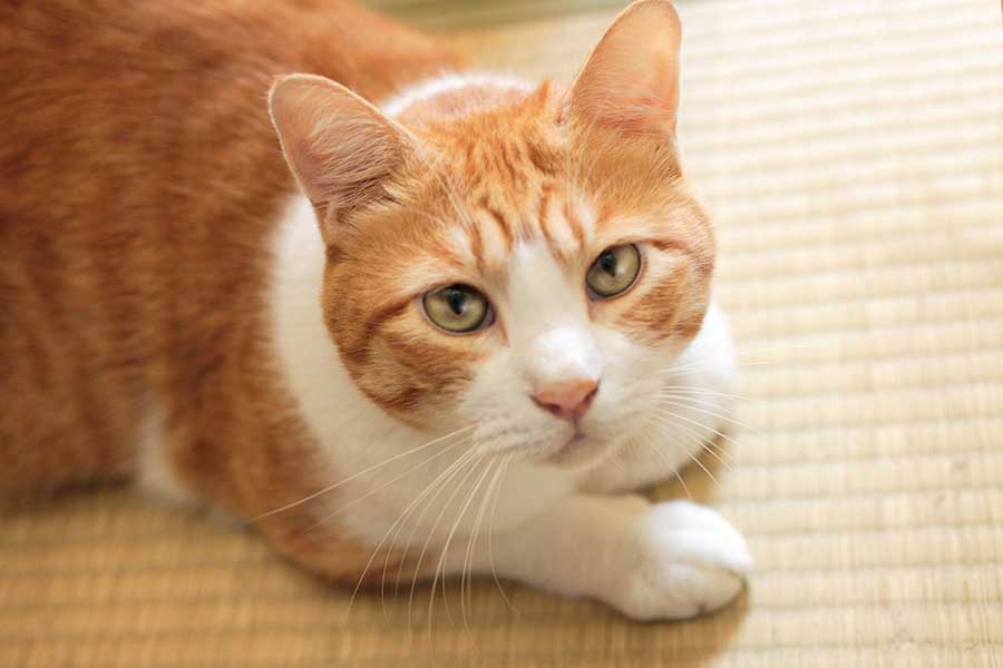 いつの時代も愛される猫（写真はイメージ）【写真：写真AC】