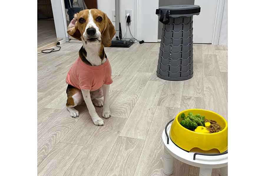 ごはんを前に必死な形相を見せるマチルダちゃん【写真提供：マチルダ（@matilda_beagle）さん】