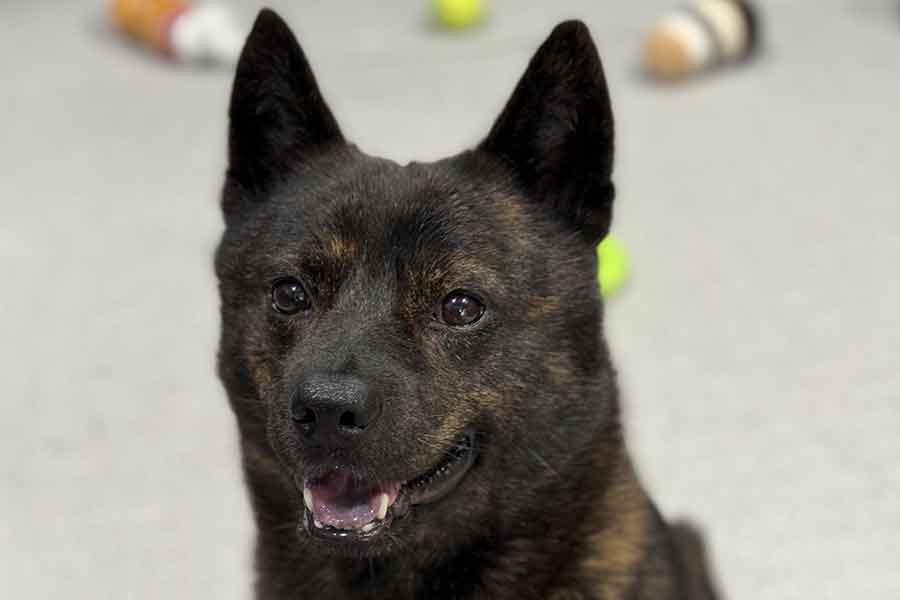 甲斐犬の黒虎くん【写真提供:甲斐犬 黒虎(@kaiken_kurotora)さん】