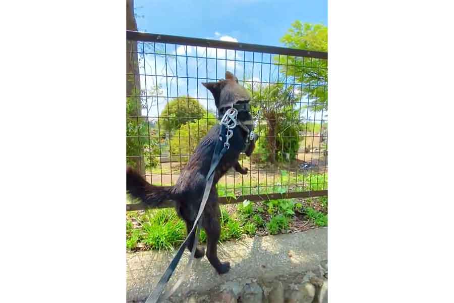 ブロック塀の上のフェンスに引っかかった草を確認中の黒虎くん(スクリーンショット)