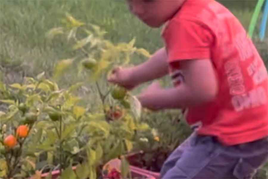 熟れたパプリカを見て大興奮（スクリーンショット）