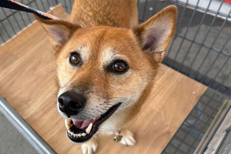 自分の気持ちを素直に表現するいよりちゃん【写真提供:ちゃちゃ いより(@busaikuoneone)さん】