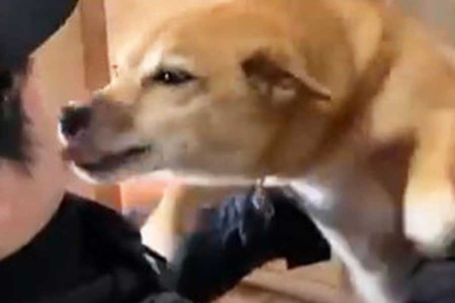 “兄ちゃん”の帰省に大喜びするいよりちゃん(スクリーンショット)