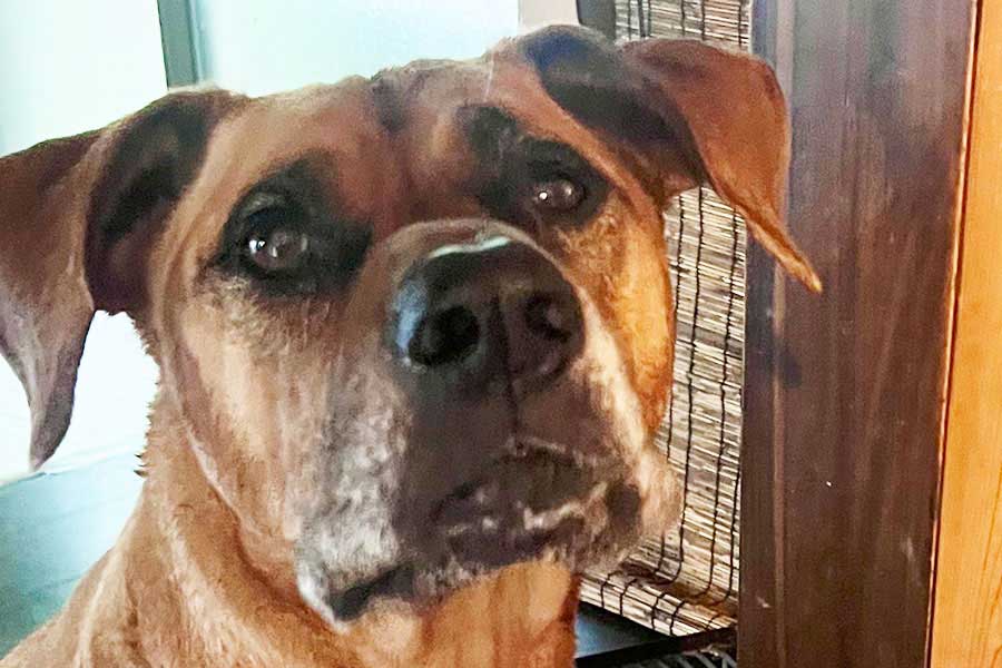 優しい目が印象的な顎ちゃん【写真提供：ジョーは犬&猫と共に古民家で暮らしている（@6464prpr）さん】