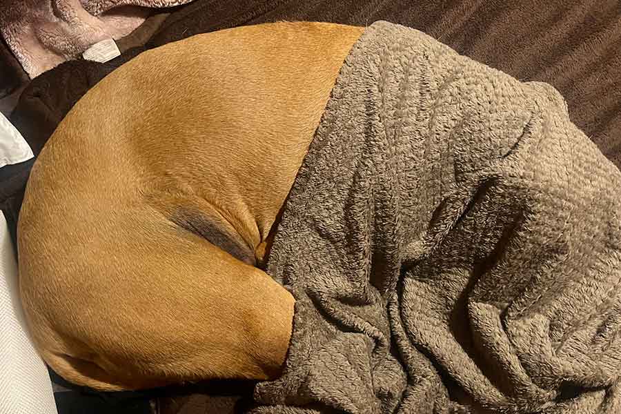 布団に潜るも、頭隠して尻隠さず状態の顎ちゃん【写真提供:ジョーは犬&猫と共に古民家で暮らしている(@6464prpr)さん】