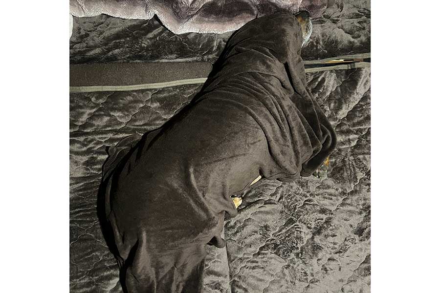 上手に布団にくるまる顎ちゃん【写真提供:ジョーは犬&猫と共に古民家で暮らしている(@6464prpr)さん】