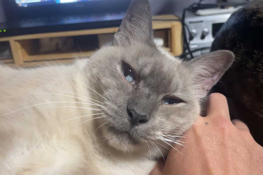 撮られていることに気づいたくろちゃん（スクリーンショット）