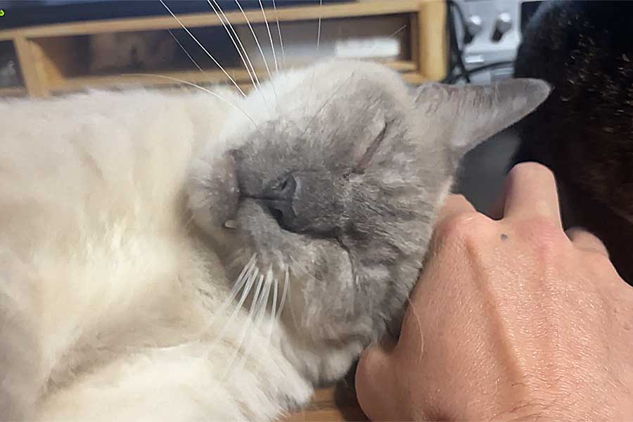 飼い主さんにスリスリと甘えるくろちゃん（スクリーンショット）