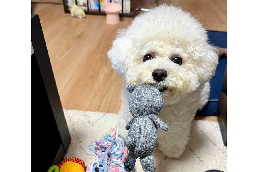 遊ぼうと誘うぶんちゃん【写真提供:しっぽブンブン丸(@shippo_vunvun)さん】