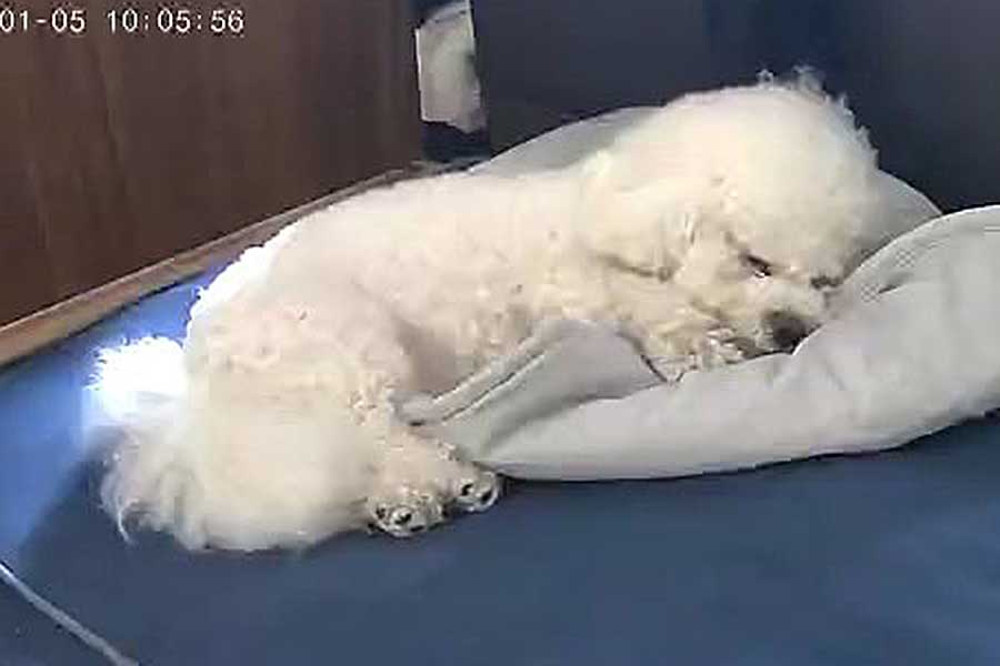 すやすやと眠るぶんちゃん【写真提供:しっぽブンブン丸(@shippo_vunvun)さん】