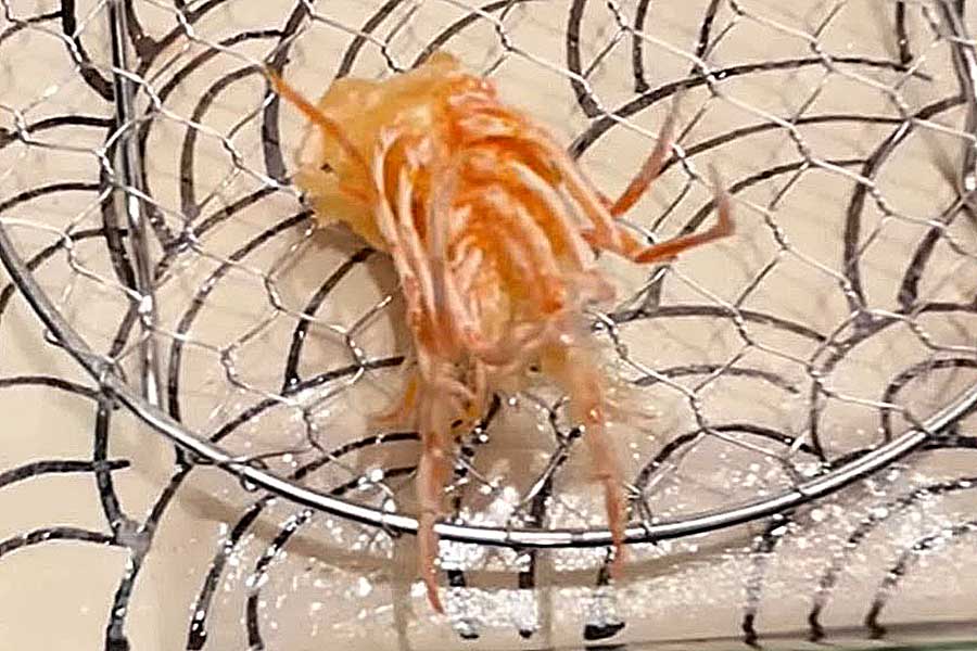 エビの頭の天ぷらに衝撃（スクリーンショット）