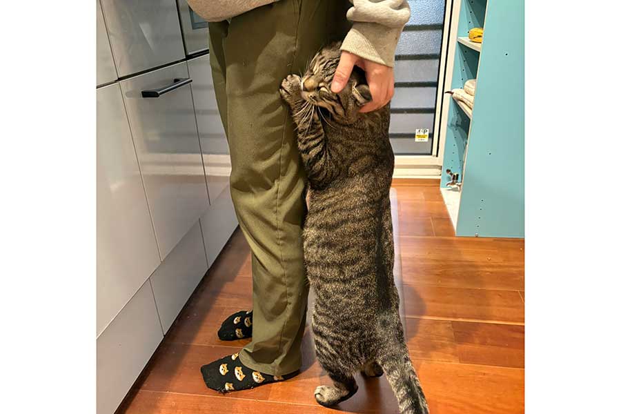 配偶者さんの足にしがみついて甘えるつむぎくん【写真提供:すずつむふう【我が家の可愛い猫's】(@kagisuzu0531)さん】