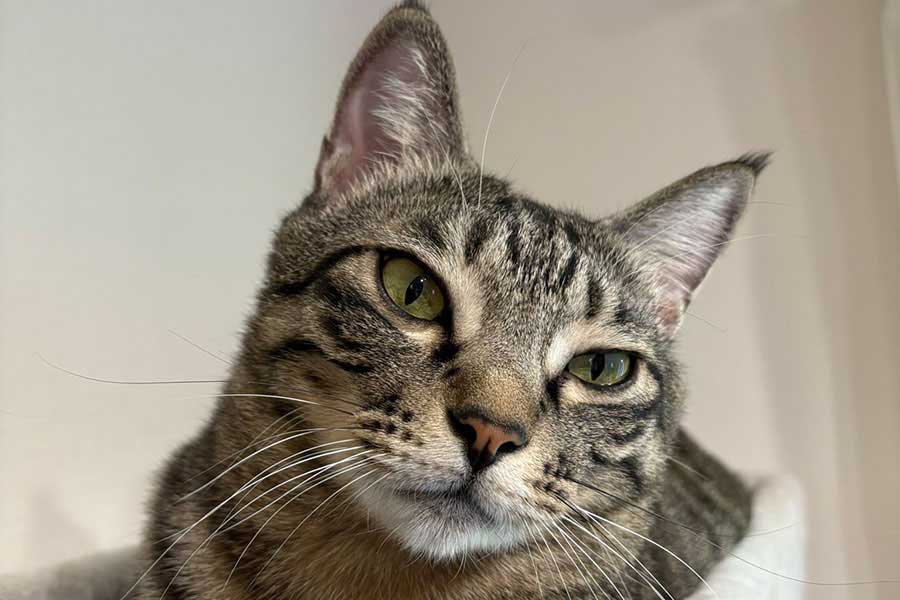 凛々しい表情が印象的なつむぎくん【写真提供:すずつむふう【我が家の可愛い猫's】(@kagisuzu0531)さん】