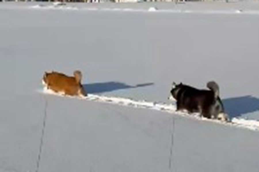 雪道を懸命に進むぽちちゃんと、後ろからついていくななちゃん（スクリーンショット）