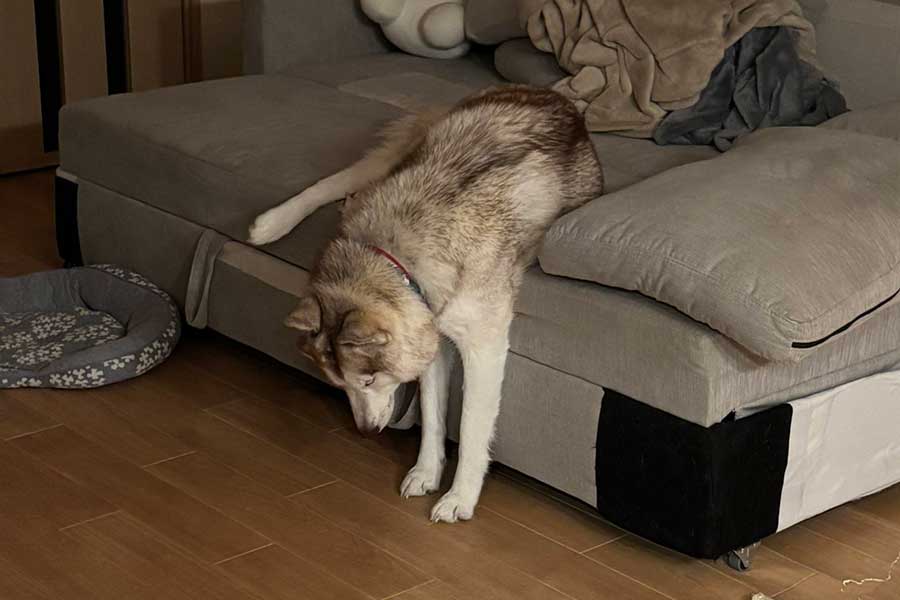 まさかの体勢で寝てしまったアイリスちゃん【写真提供:アイリス&ナイト父娘(@irislady_husky)さん】