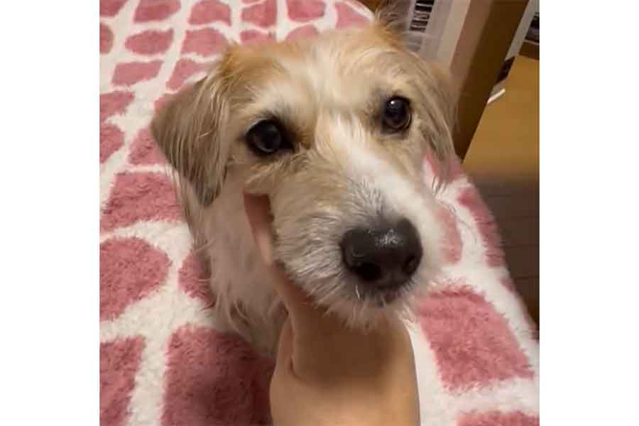 飛び出すようにアゴを乗せるレネちゃん(スクリーンショット)