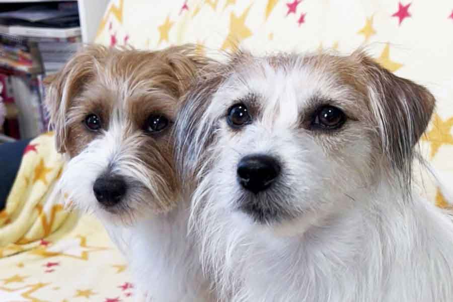 ジャックラッセルテリアの(左から)ルクくんとレネちゃん【写真提供:いちりん(@9VF57JsjG4aOmPI)さん】