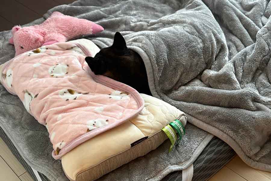 寝室に敷かれた布団…後頭部をよく見ると、かわいいお耳が…!【写真提供:あず花|おかーぽん(@kuroshibaazuki)さん】