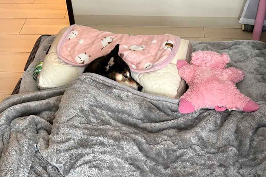 寝顔まで愛らしいあずきちゃん【写真提供:あず花|おかーぽん(@kuroshibaazuki)さん】