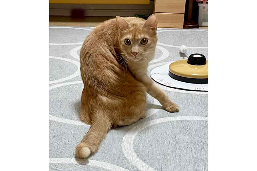 「ねじれすぎじゃね？」と飼い主さんも思わず驚いた一枚【写真提供：ティグノア（@Teagle_Noir）さん】