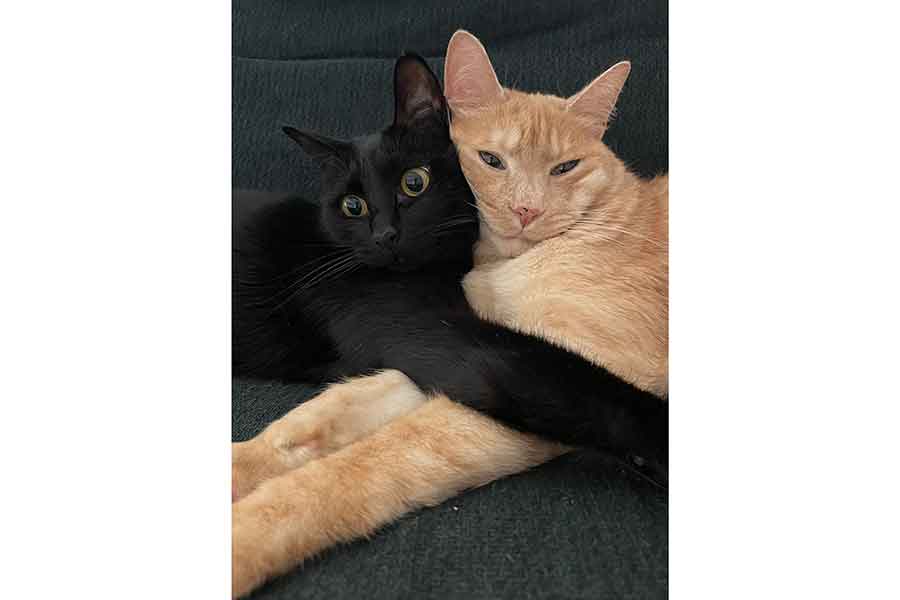 一緒に保護されたノアールちゃん（左）と、とても仲良し【写真提供：ティグノア（@Teagle_Noir）さん】