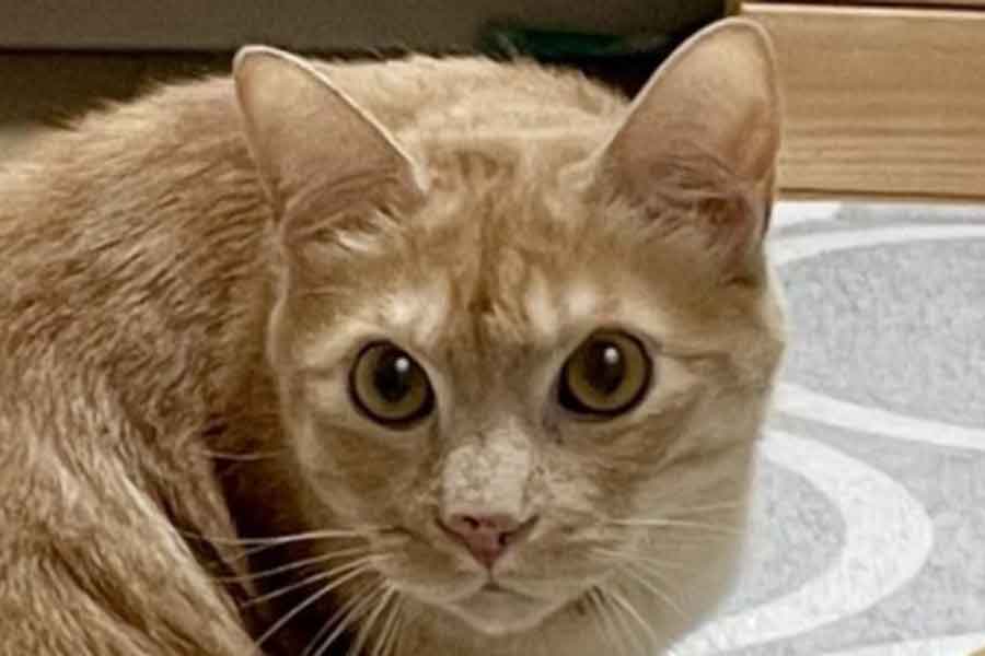 ティーグルくん。涼しい顔をしているけれど、体は大変なことに…【写真提供：ティグノア（@Teagle_Noir）さん】