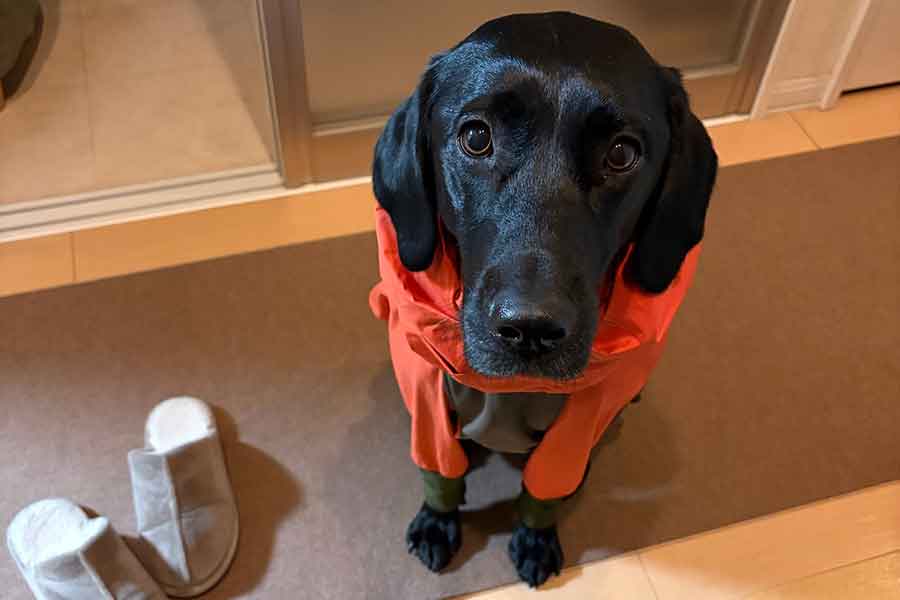 お散歩前に気合十分！　ラブラドールレトリーバーのメメちゃん【写真提供：まめにゃん（@mamenyan48）さん】