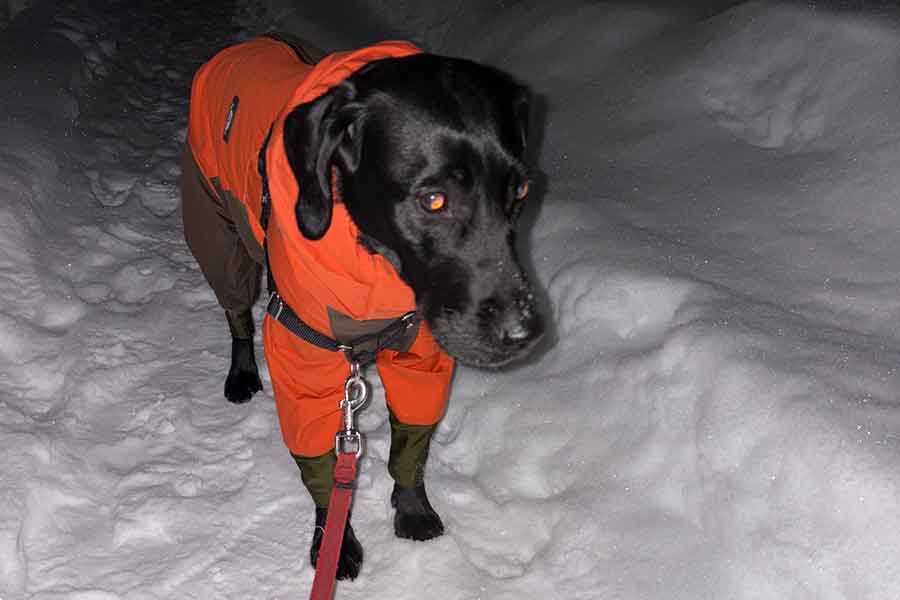 すっかり意気消沈したメメちゃん【写真提供：まめにゃん（@mamenyan48）さん】