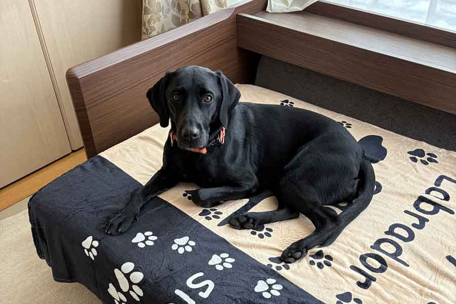 お部屋でぬくぬくと過ごすメメちゃん【写真提供：まめにゃん（@mamenyan48）さん】