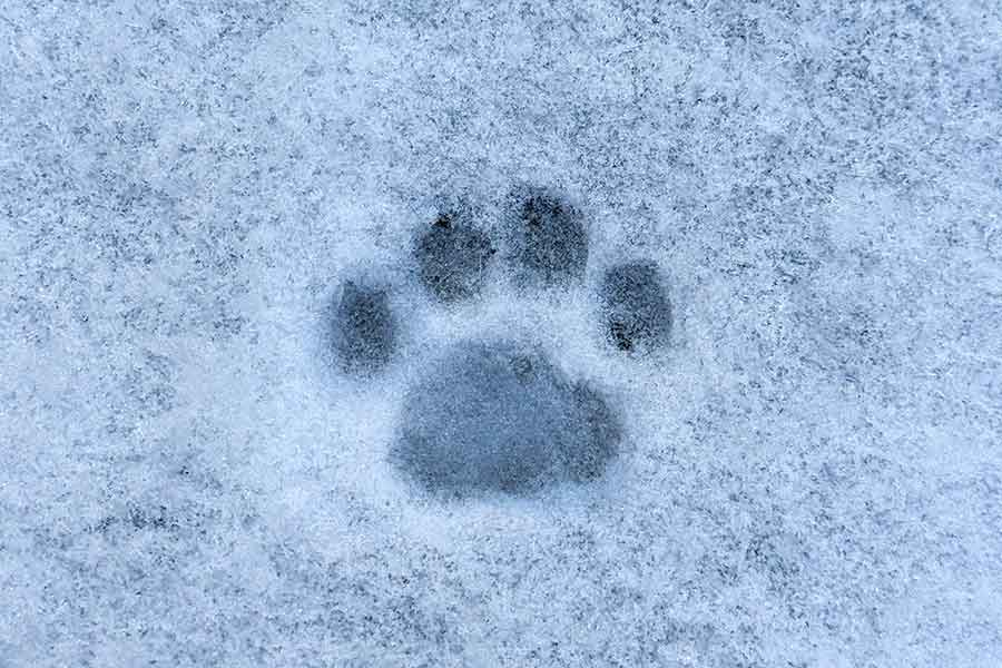 雪の上に浮かぶ特別な「御朱印」【写真:守永辰良】