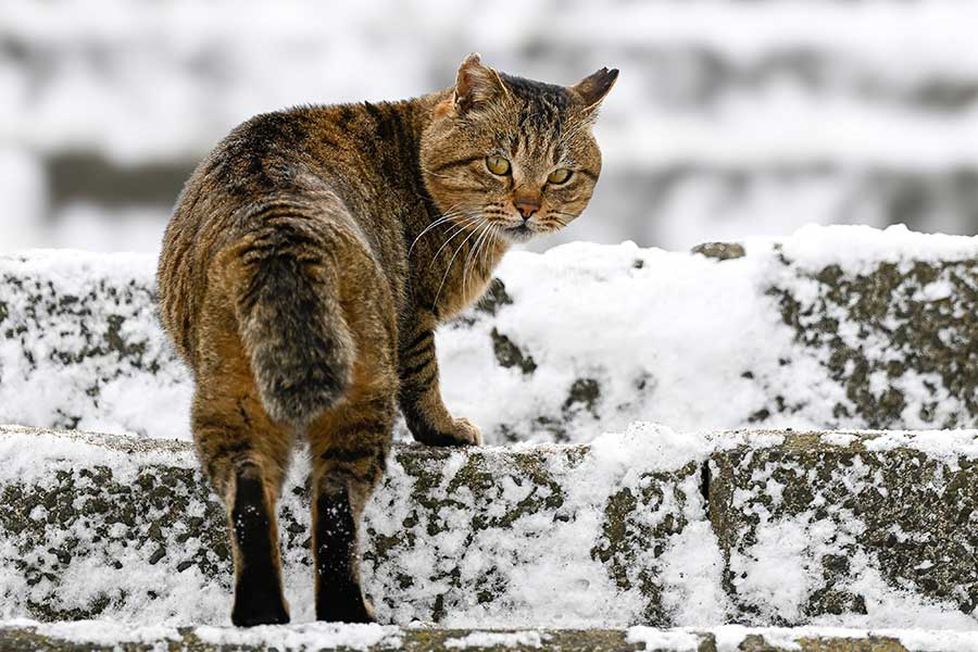 さまざまなご縁をつなぐ存在となっているねこたち【写真:守永辰良】