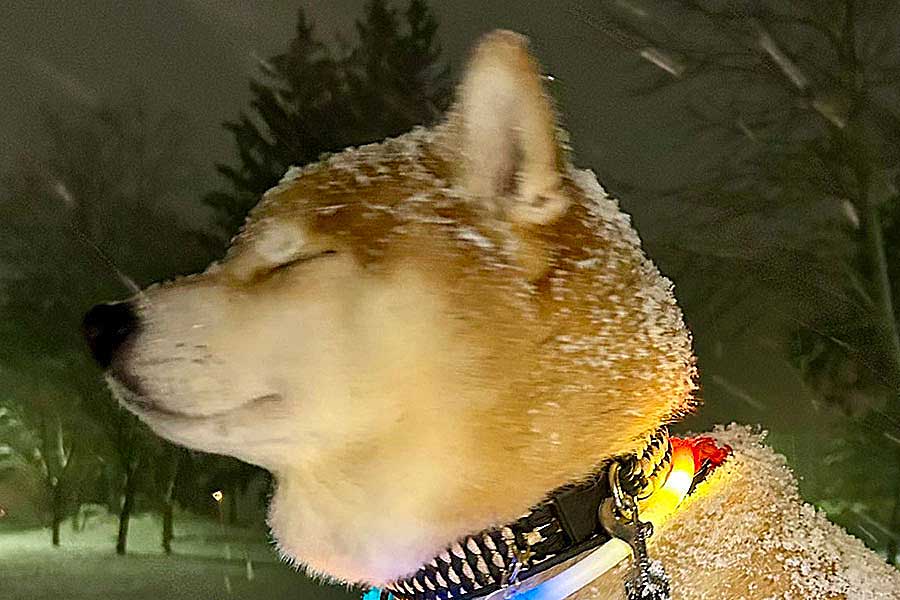 雪を浴びるハクくん【写真提供：HAKU_shiba2020（@pinoko04680170）さん】