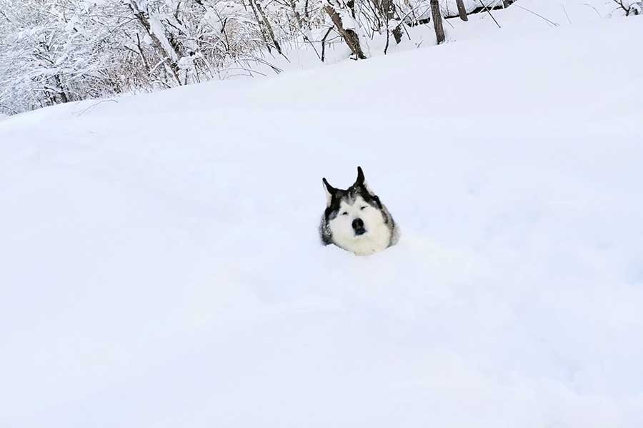 雪に埋まって休憩するハウルくん【写真提供：ゆきまる（@Cwfojync2viN7wF）さん】