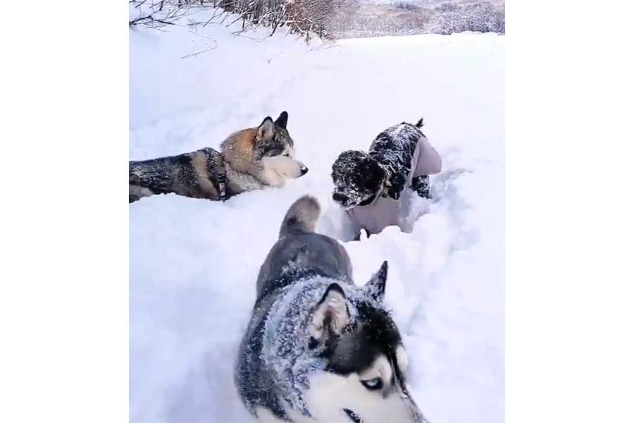 雪の中を散歩する（手前から）メルちゃん、マルクルくん、ハウルくん【写真提供：ゆきまる（@Cwfojync2viN7wF）さん】