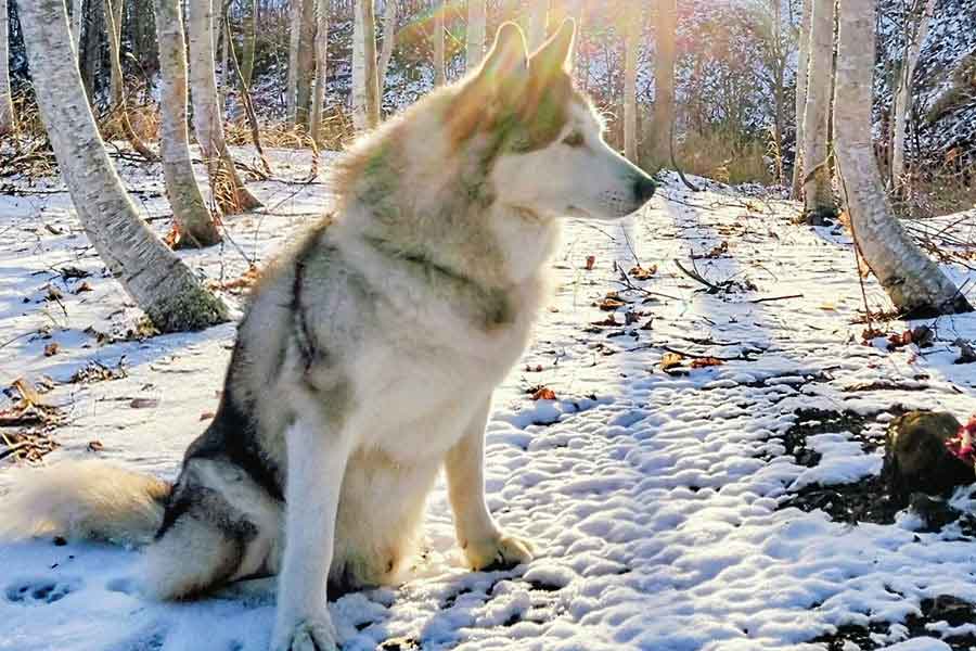 雪の中で散歩を楽しむハウルくん【写真提供：ゆきまる（@Cwfojync2viN7wF）さん】