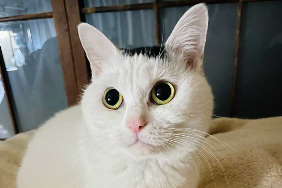 くりくりのおめめがかわいいぺーちゃん【写真提供：おにぎり猫（@onigirinyans）さん】