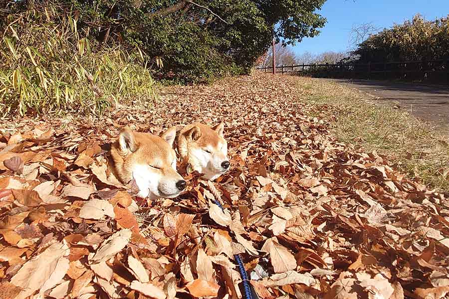 落ち葉の中で気持ち良さそうな顔を見せる、（左から）しんえもんくんとはっちゃくくん【写真提供：柴犬が作る幻の赤いキウイ（@farm_docan）さん】