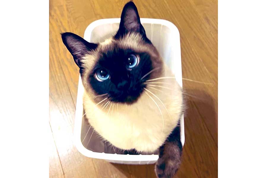 顔が“焦げた”現在のなみちゃん【写真提供：ソレイユ（@Oa1Un）さん】