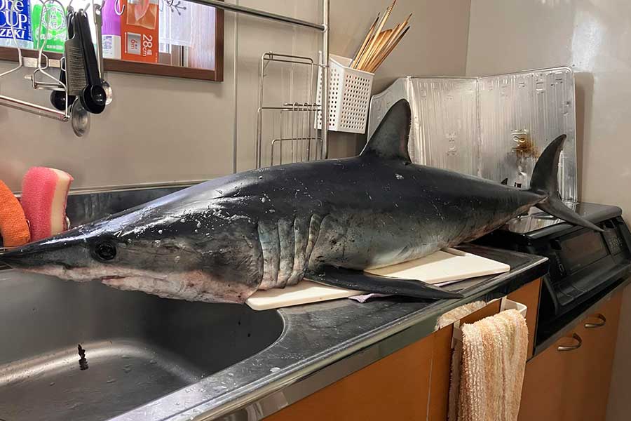 キッチンに横たわるアオザメ【写真提供：Tomoki（yari_yosa）さん】