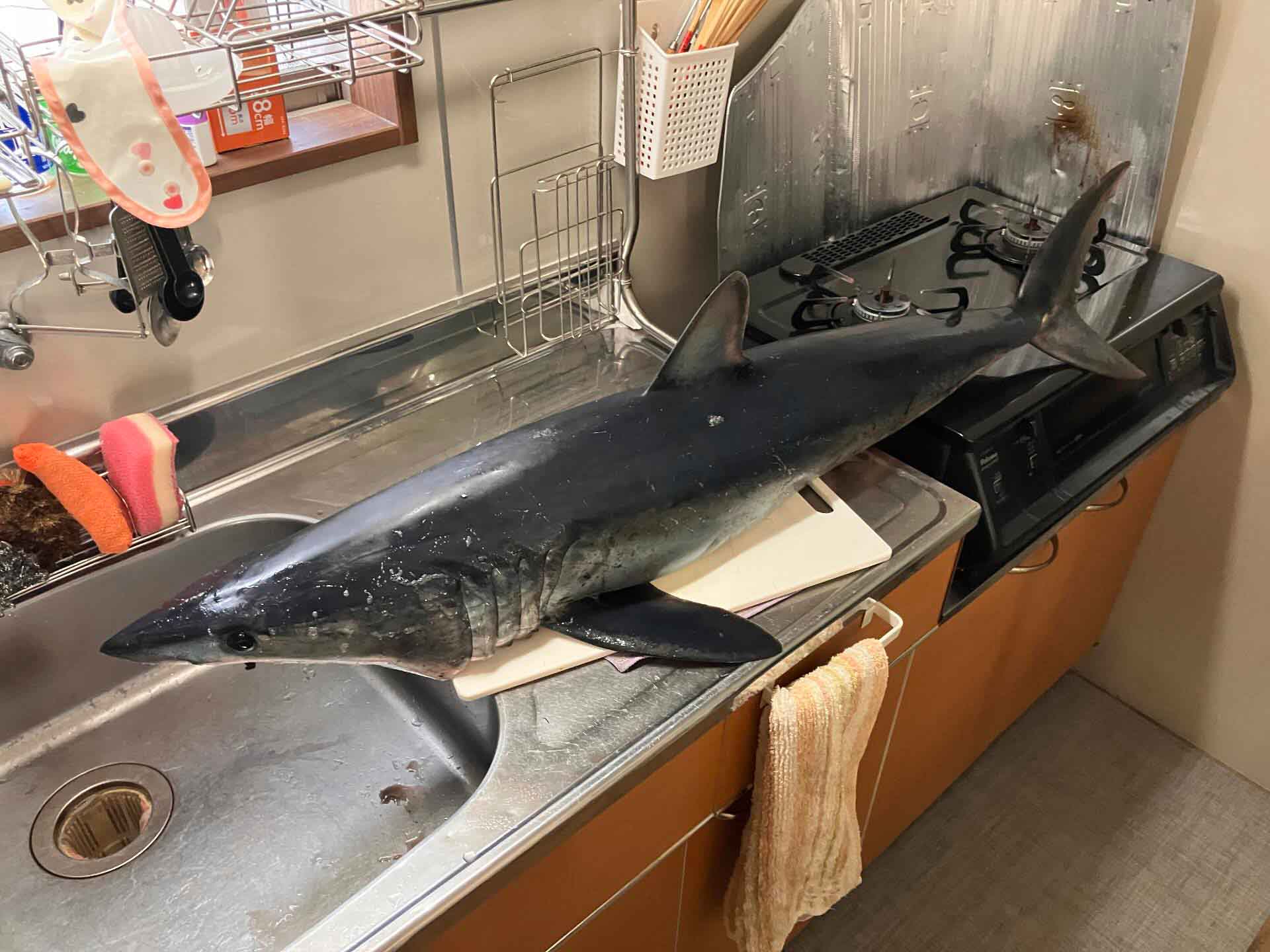 道の駅で衝動買いしたアオザメ【写真提供：Tomoki（yari_yosa）さん】