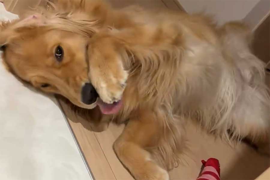 ねこのように顔を洗うれも吉ちゃん【写真提供：ゴールデンれも吉と3にゃんず（@Lemochimame__s）さん】