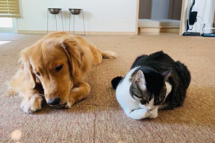 ねこと同じ仕草をするれも吉ちゃん【写真提供：ゴールデンれも吉と3にゃんず（@Lemochimame__s）さん】