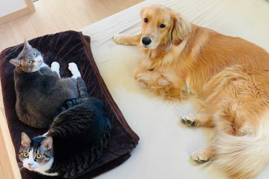 ねこと一緒に暮らすれも吉ちゃん【写真提供：ゴールデンれも吉と3にゃんず（@Lemochimame__s）さん】