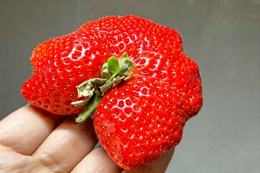 「鶏冠果」と呼ばれるいびつな形をしたイチゴ【写真提供：青髪のテツ（@tetsublogorg）さん】