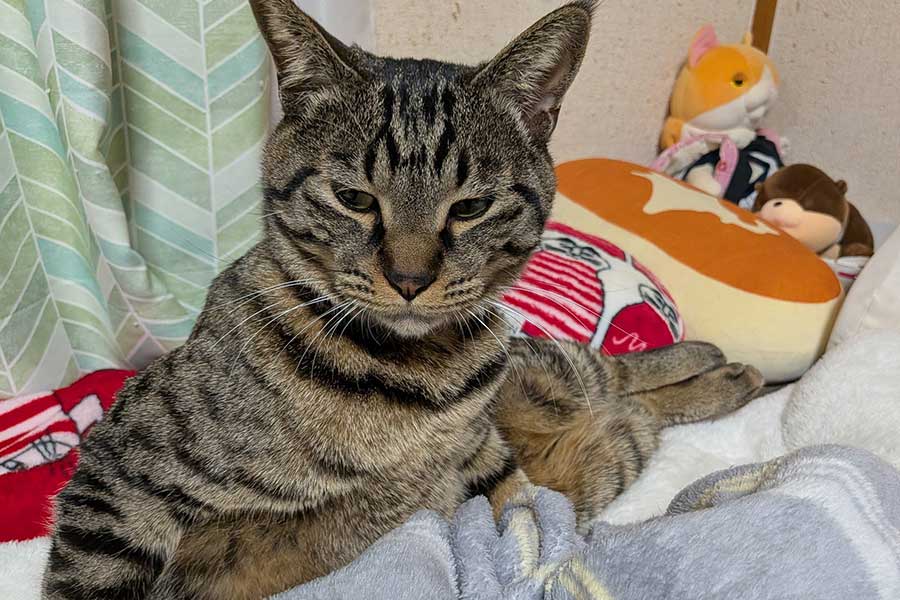 ベッドでくつろぐポンタくん【写真提供：きゃしゃ～ん（@BrFpu1B8oXajs9B）さん】