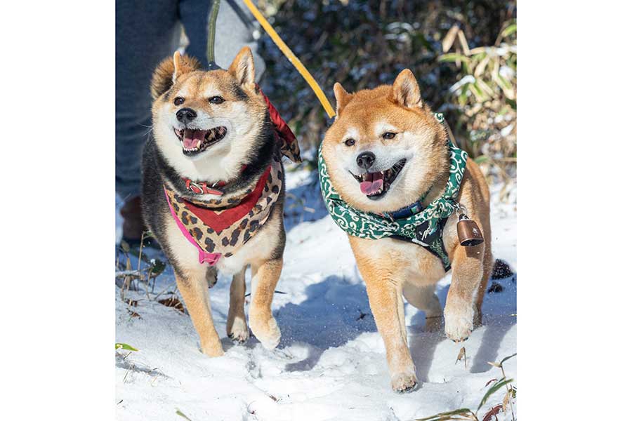 雪の中の散歩を楽しむたけちよくん（右）【写真提供：柴犬たけちよ（@takechiyo_shiba）さん】