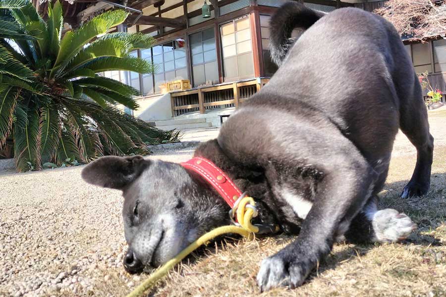 “ゴロスリ”する木蔭くん【写真提供:てらいぬ 木蔭(@kokage0802)さん】