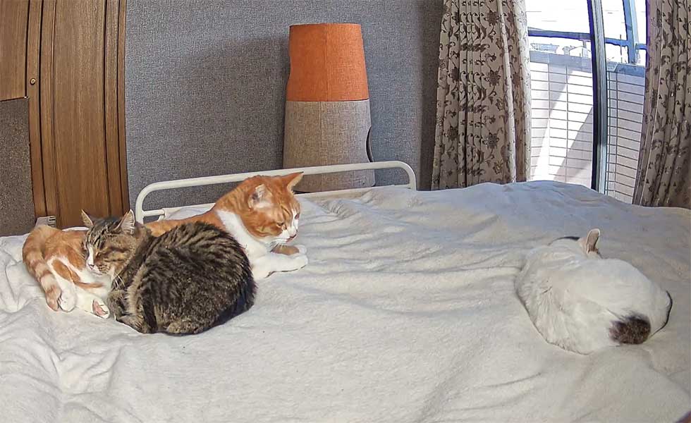 なだちゃんに枕にされてしまうマナくんと、我関せずなりつちゃん(写真はスクリーンショット)