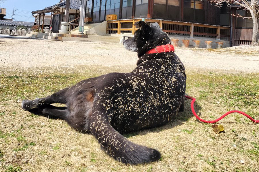 芝まみれになった木蔭くん【写真提供:てらいぬ 木蔭(@kokage0802)さん】